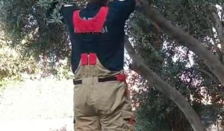Patisi ağacın dalına sıkışan kedinin yardımına itfaiye yetişti
