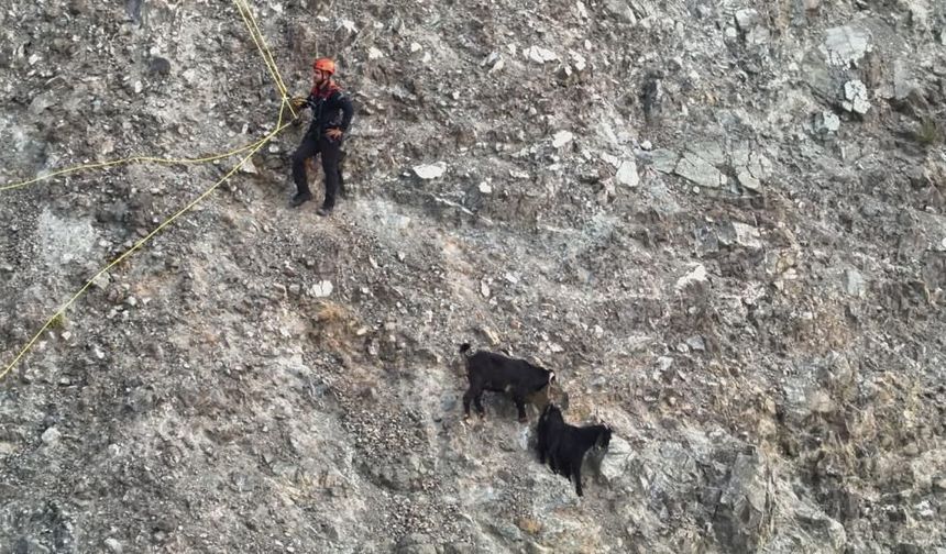 Dağ yamacında mahsur kalan keçiler 2 saatlik operasyonla kurtarıldı