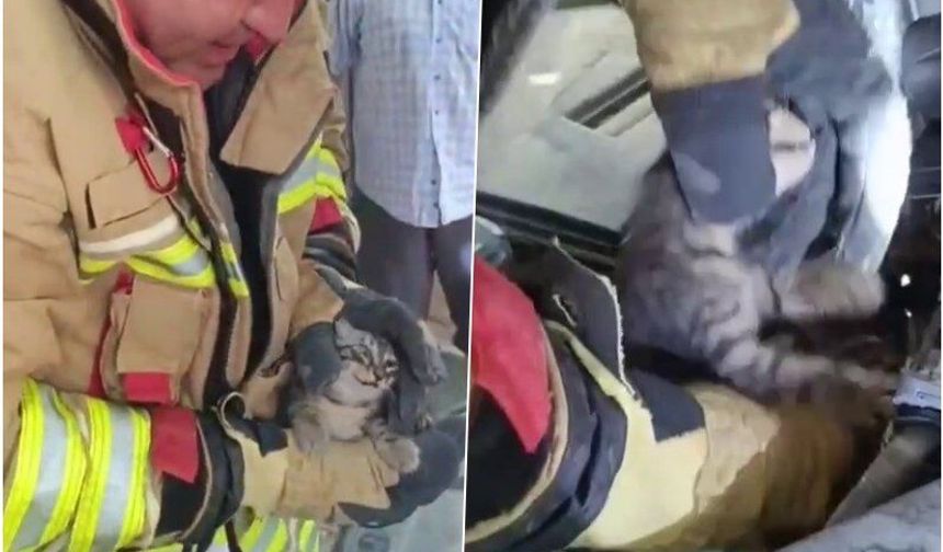 İtfaiyeci, yavru kediyi kurtarmak için 1 saat uğraştı