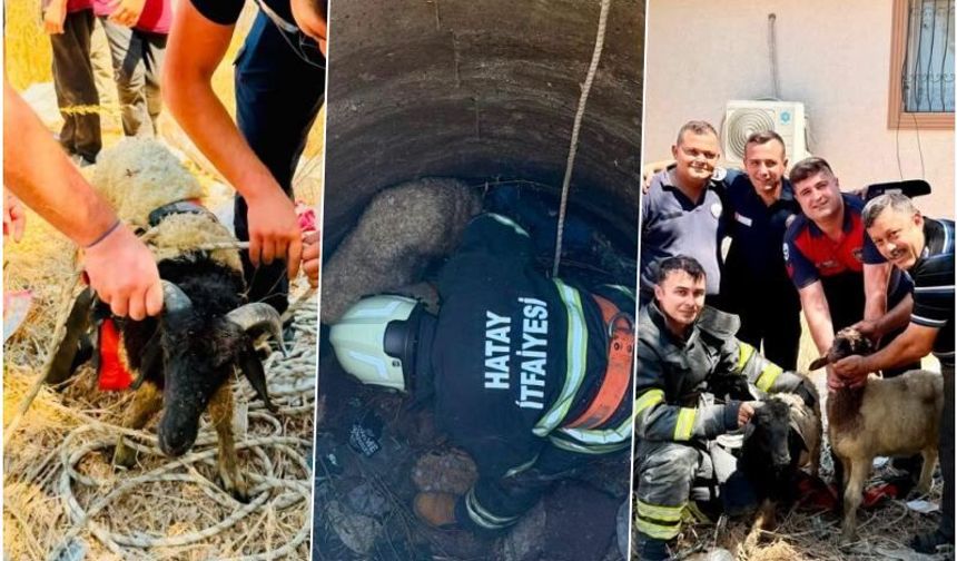Kuyuya düşen 2 koyun kurtarıldı