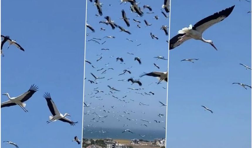 Gökyüzünü kaplayan yüzlerce leyleğin göç yolculuğu