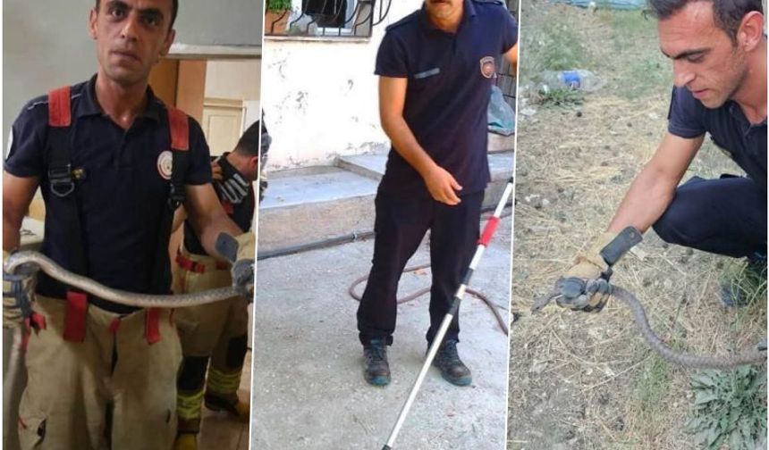 Antakya'da evlere giren yılanlar yakalandı