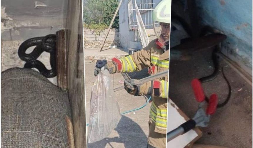 Yerleşim alanlarında yakalanan yılanlar doğaya bırakıldı