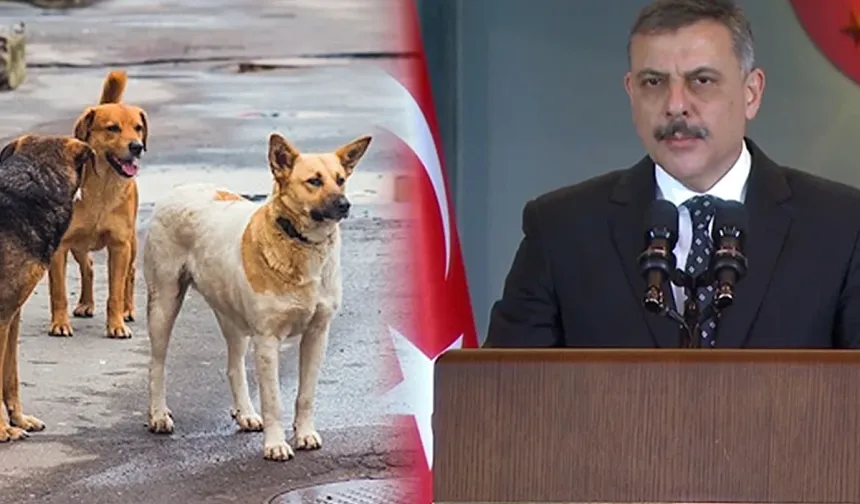 Bakan Çiftçi: 1,5 ay sonra başıboş köpek sorunu kalmayacak