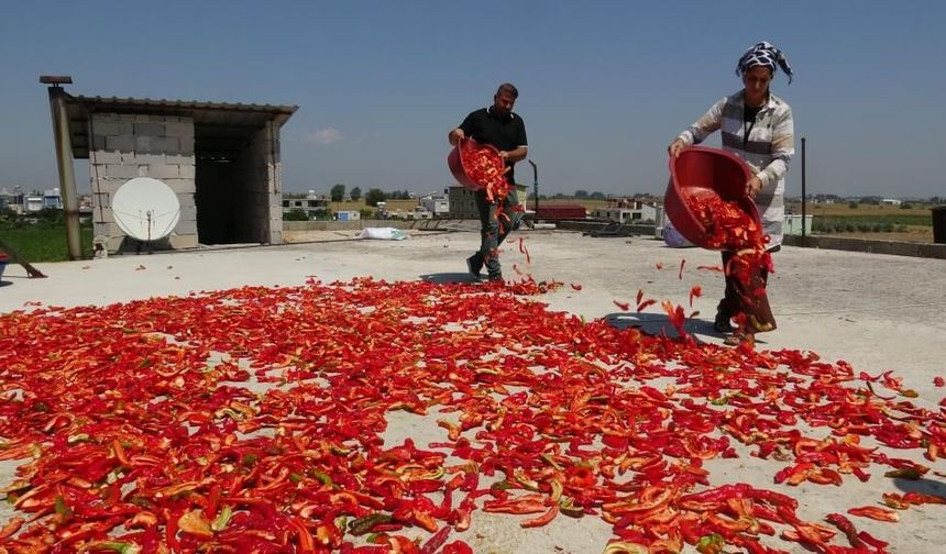 Kavurucu sıcakta devam eden acı mesaiyle birlikte damlar kırmızıya büründü