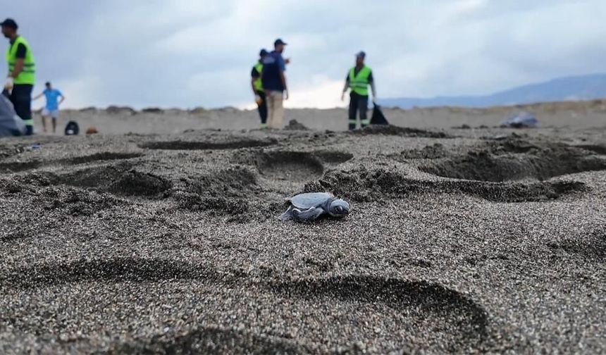 Samandağ Sahili’ndeki nadir türlere özel koruma çalışması