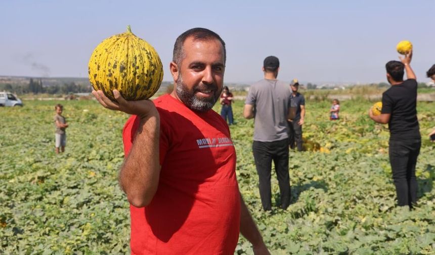 Kavun tarlada kilosu 10 TL'den alıcı buluyor