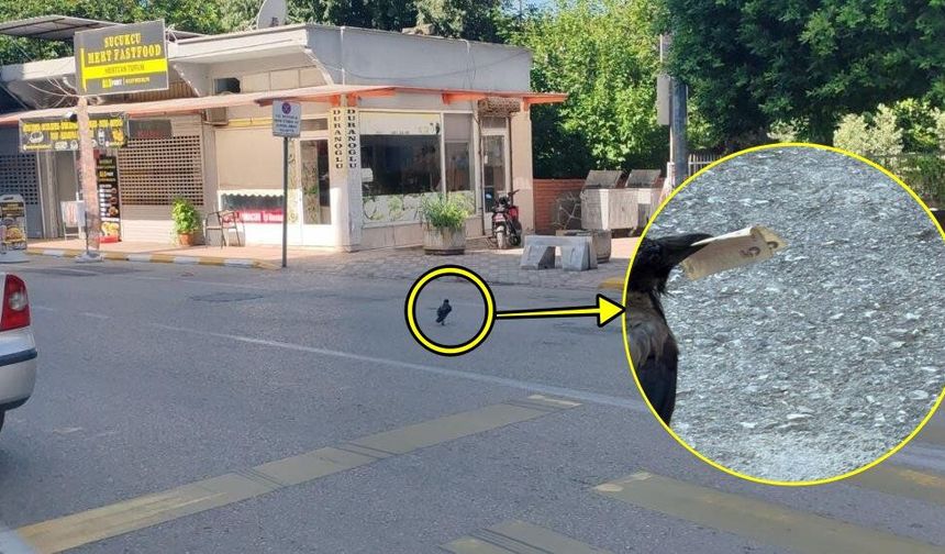 Karga, ağzındaki parayla görüntülendi