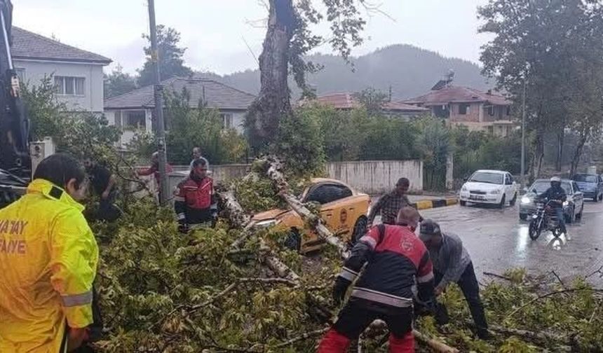 Yayladağı’nda aracın üzerine ağaç devrildi