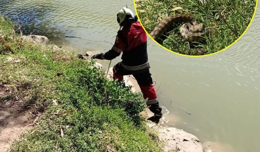 Reyhanlı’da göl kenarında görülen yılan yakalandı