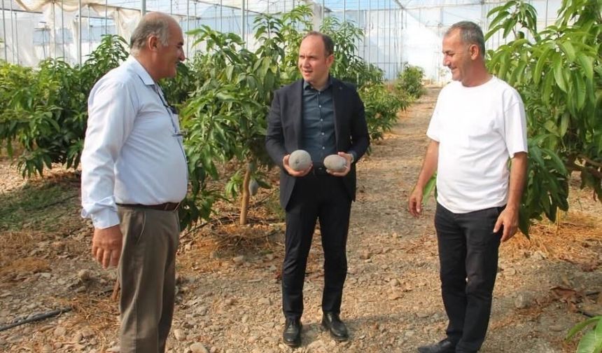 Erzin’de avokado ve mango üretimi yapılan seralar ekonomiye katkı sağlıyor