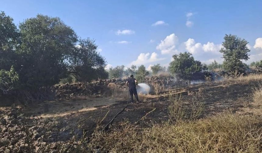 Zeytinlik alan ve anız yangını geniş alana yayılmadan söndürüldü