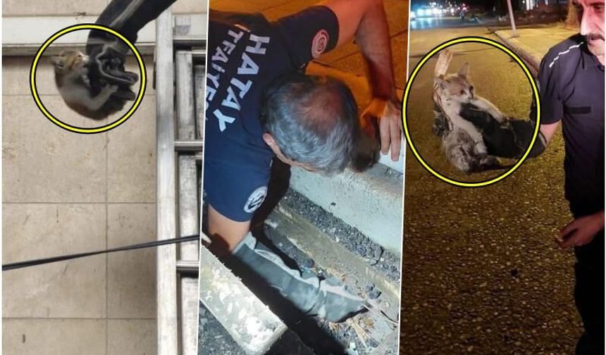 İskenderun’da mahsur kalan hayvanlar ekipler tarafından kurtarıldı
