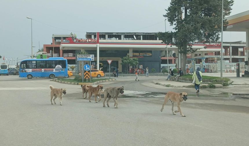 Sokaklarda Başıboş Köpek Tedirginliği