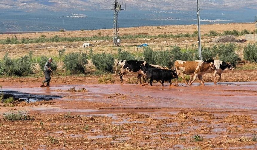 Şiddetli yağış tarım arazilerinde sele neden oldu