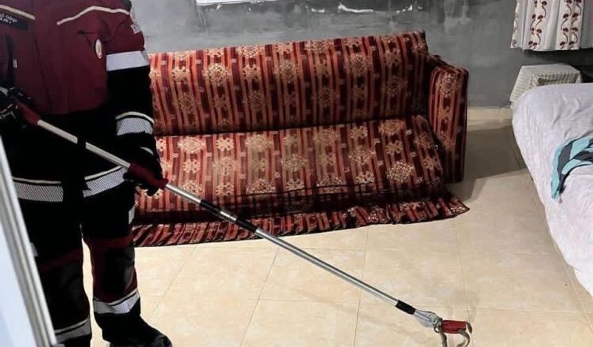 Samandağ’da yerleşim yerinde görülen yılan yakalanarak doğaya bırakıldı