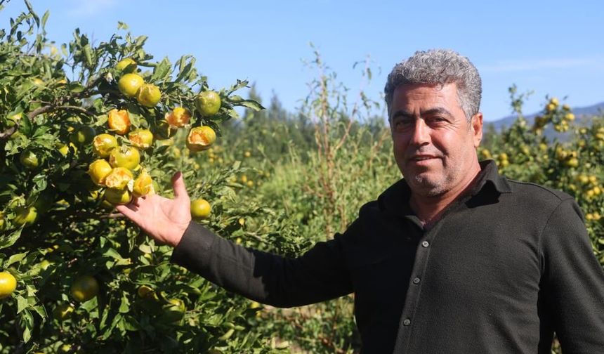 Ceviz büyüklüğündeki dolu, hasadına gün sayılan erkenci mandalinayı vurdu