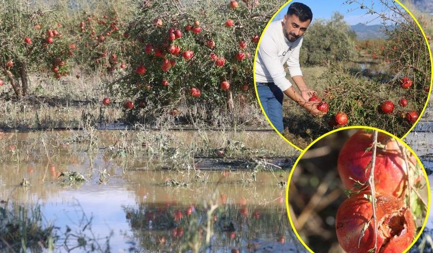 Ceviz büyüklüğündeki dolu 100 dönümlük arazideki tonlarca narı vurdu