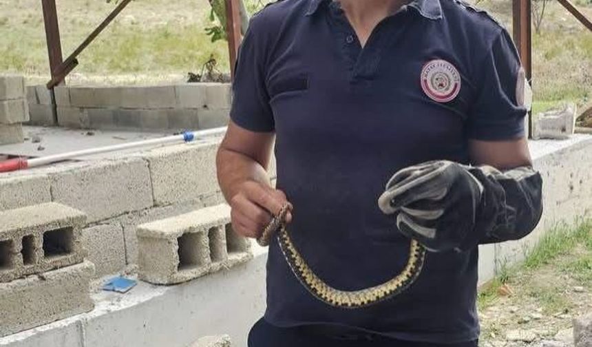 Bahçede görülen yılan doğal yaşam alanına bırakıldı