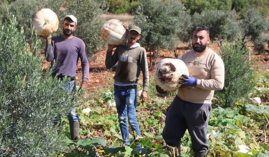 30 kilograma ulaşan tescilli beyaz kabakta bereketli hasat başladı