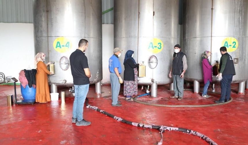 Zeytin üreticilerine mesleki eğitim desteği