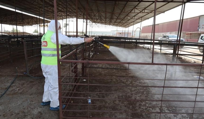 Şap hastalığına karşı karasinek mücadelesi sürüyor