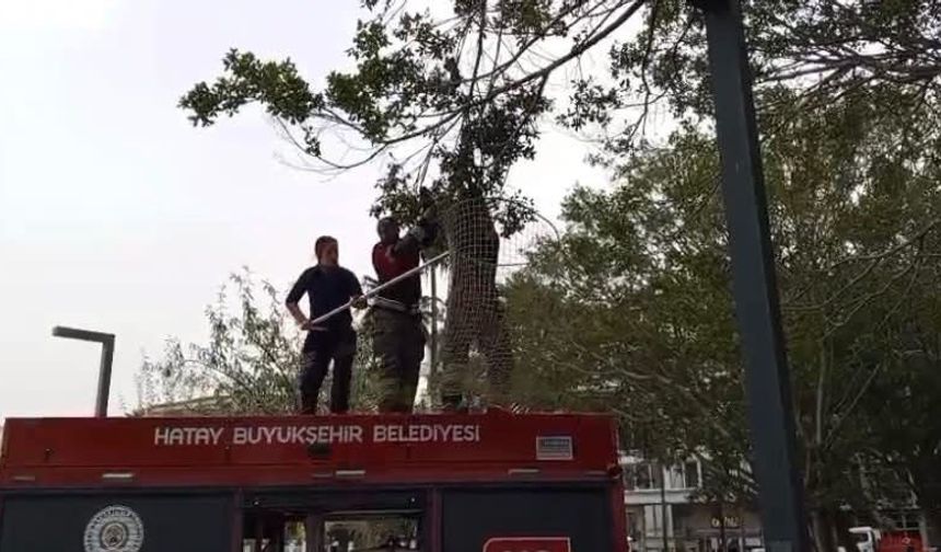 İskenderun'da ağaca takılan güvercin itfaiye ekiplerince kurtarıldı