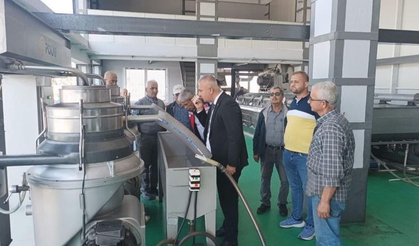 Kaliteli zeytinyağı üretimi için hasat uyarısı